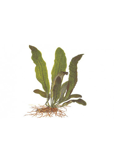 Aponogeton boivinianus - Tropica dobozos