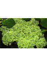 Azolla filiculoides - Tropica steril