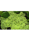 Azolla caroliniana - Tropica dobozos