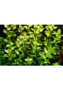 Bacopa caroliniana - AquaLine TF cserepes