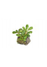 Bucephalandra 'Wavy Green' - Tropica