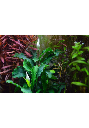 Bucephalandra 'Wavy Green' - Tropica