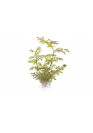 Ceratopteris thalictroides - Tropica