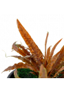 Cryptocoryne albida 'Brown' - Tropica