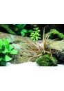 Cryptocoryne albida 'Brown' - Tropica