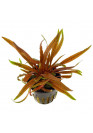 Cryptocoryne albida 'Brown' - Tropica