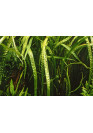 Cryptocoryne crispatula - Tropica