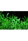 Cryptocoryne parva - Tropica