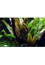 Cryptocoryne undulata 'Broad Leaves' - Tropica