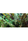 Cryptocoryne undulatus 'Red' - Tropica steril