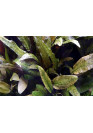 Cryptocoryne wendtii 'Tropica' - Tropica