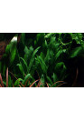 Cryptocoryne x willisii - Tropica