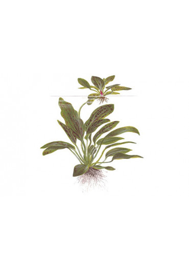XL Echinodorus 'Ozelot Green' - Tropica