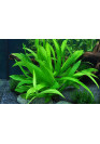 Helanthium quadricostatus - Tropica