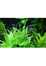 Helanthium quadricostatus - Tropica