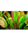 Echinodorus 'Red Diamond' - Tropica