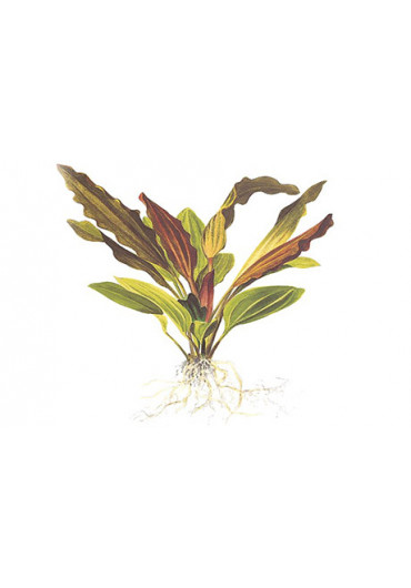 XL Echinodorus 'Rosé' - Tropica