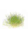 Eleocharis pusilla 'Mini' - Tropica steril