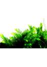 Fontinalis antipyretica - Tropica steril
