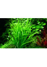 Helanthium tenellum 'Green' - Tropica steril