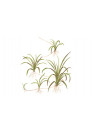 Helanthium tenellum 'Green' - Tropica steril