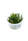 Helanthium tenellum 'Green' - Tropica steril