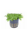 Hemianthus callitrichoides 'Cuba' - AquaLine TF cserepes