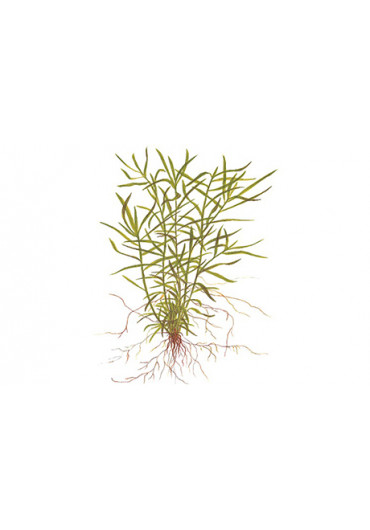 Heteranthera zosterifolia - Tropica steril