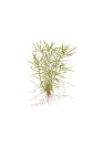 Heteranthera zosterifolia - Tropica steril