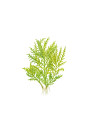 Hygrophila Odora - Tropica steril