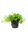 Hydrocotyle tripartita - Tropica