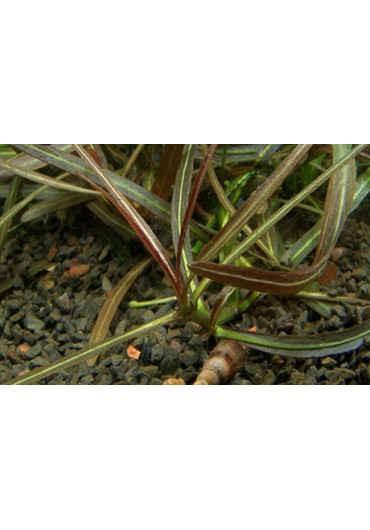 Hygrophila 'Araguaia' - Tropica steril