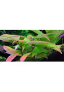 Hygrophila 'Compact' - Tropica