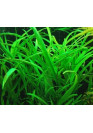 Hygrophila corymbosa 'Angustifolia' - AquaLine TF cserepes