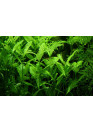 Hygrophila polysperma - AquaLine TF cserepes