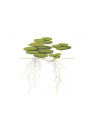 Limnobium laevigatum - Tropica dobozos