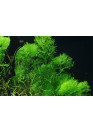 Limnophila aquatica - Tropica