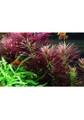 Limnophila hippuridoides - Tropica