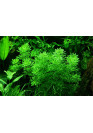 Limnophila sessiliflora - Tropica