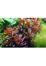 Ludwigia glandulosa - AquaLine TF cserepes