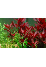 Ludwigia repens 'Rubin' - Tropica