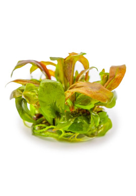 Lysimachia parvifolia 'red' - Tropica steril