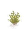 Micranthemum umbrosum - Tropica