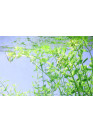 Micranthemum umbrosum - Tropica