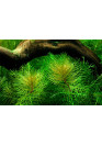 Myriophyllum mattogrossense - Tropica