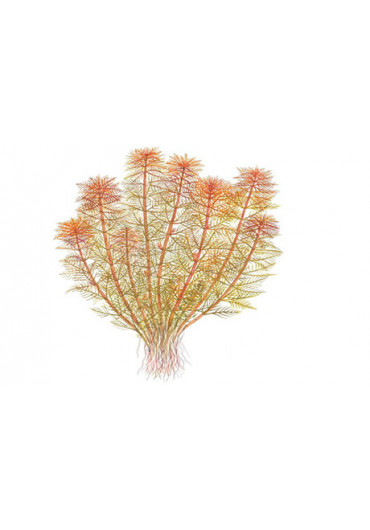 Myriophyllum tuberculatum - Tropica