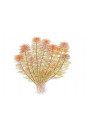 Myriophyllum tuberculatum - Tropica