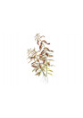 Proserpinaca palustris 'Cuba' - Tropica steril