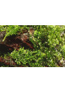 Riccardia chamedryfolia - Tropica dobozos