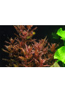 Rotala macrandra - Tropica steril